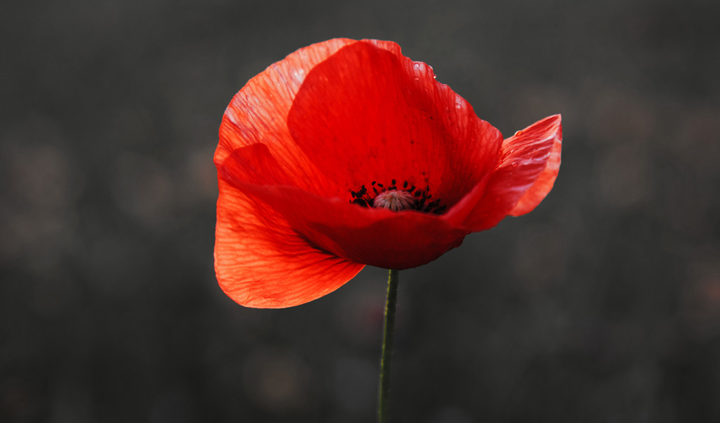 this is an image of a poppy flower